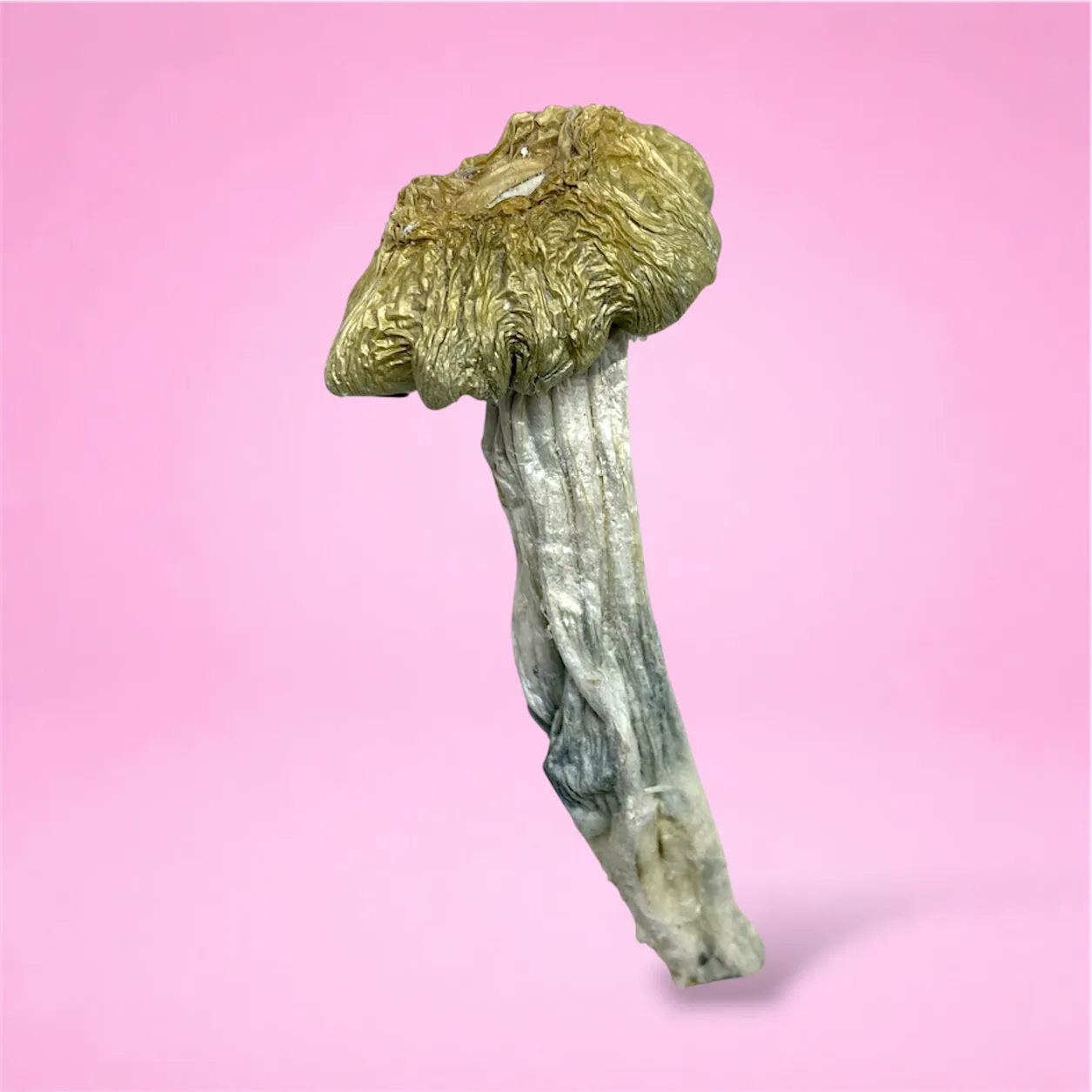 creeper psilocybin mushroom strain golden brown caps white stems blue bruising