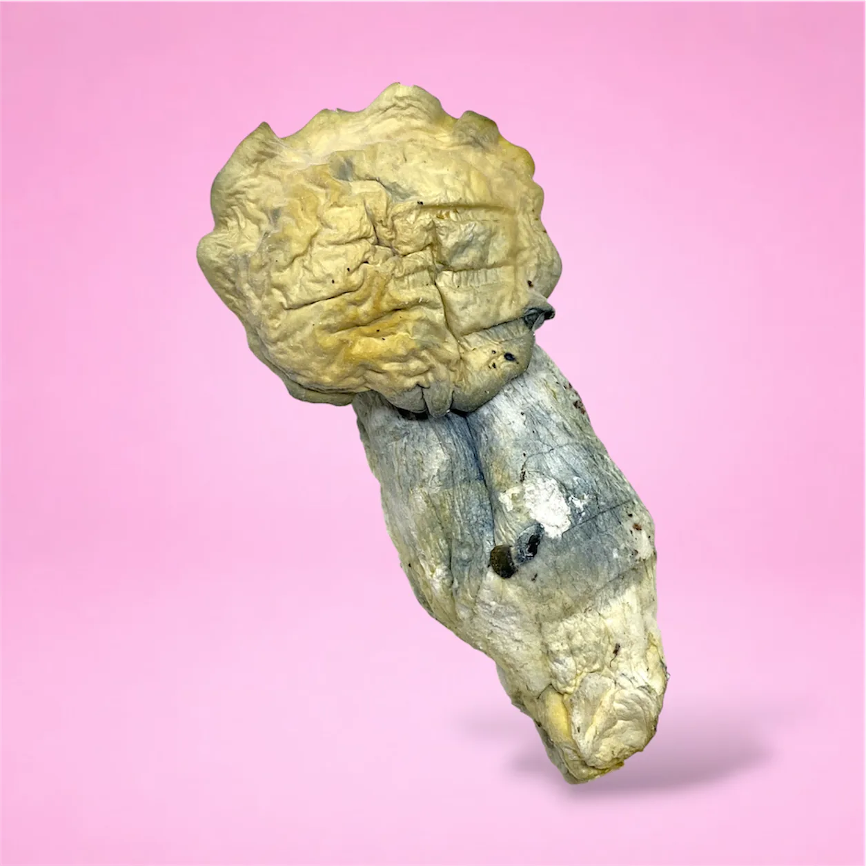 creeper psilocybin mushroom strain golden brown caps white stems blue bruising