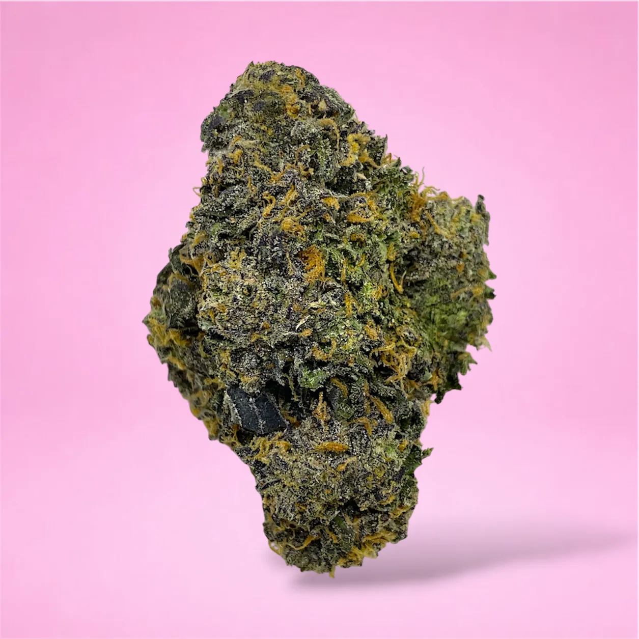sharpiez cannabis strain buds dense frosted nugs chemical gas aroma