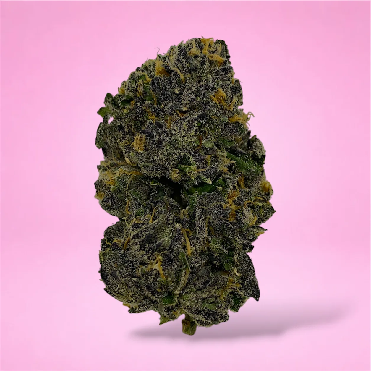 sharpiez cannabis strain buds dense frosted nugs chemical gas aroma