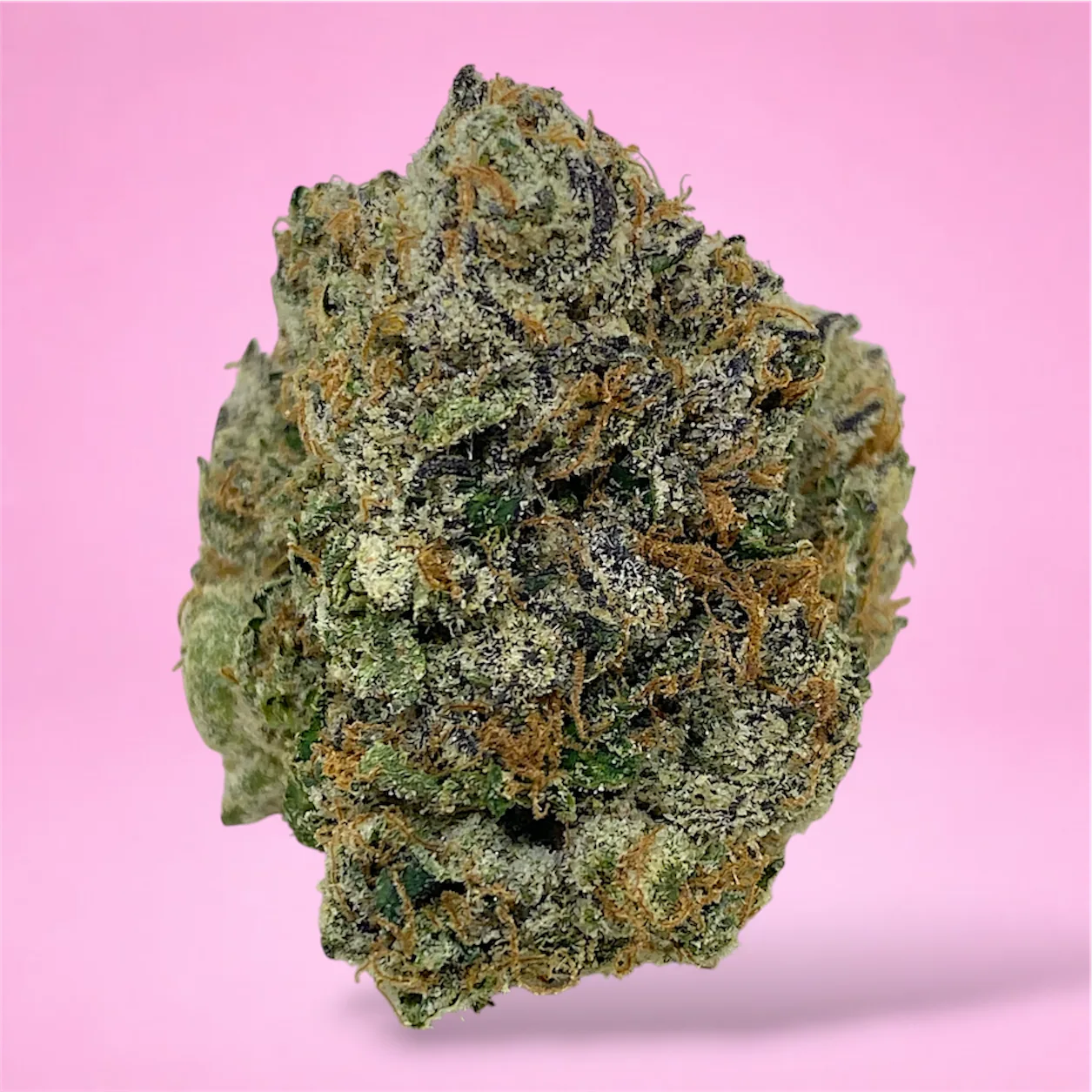 sugar shack cannabis strain dense emerald green buds golden trichomes dark pistils