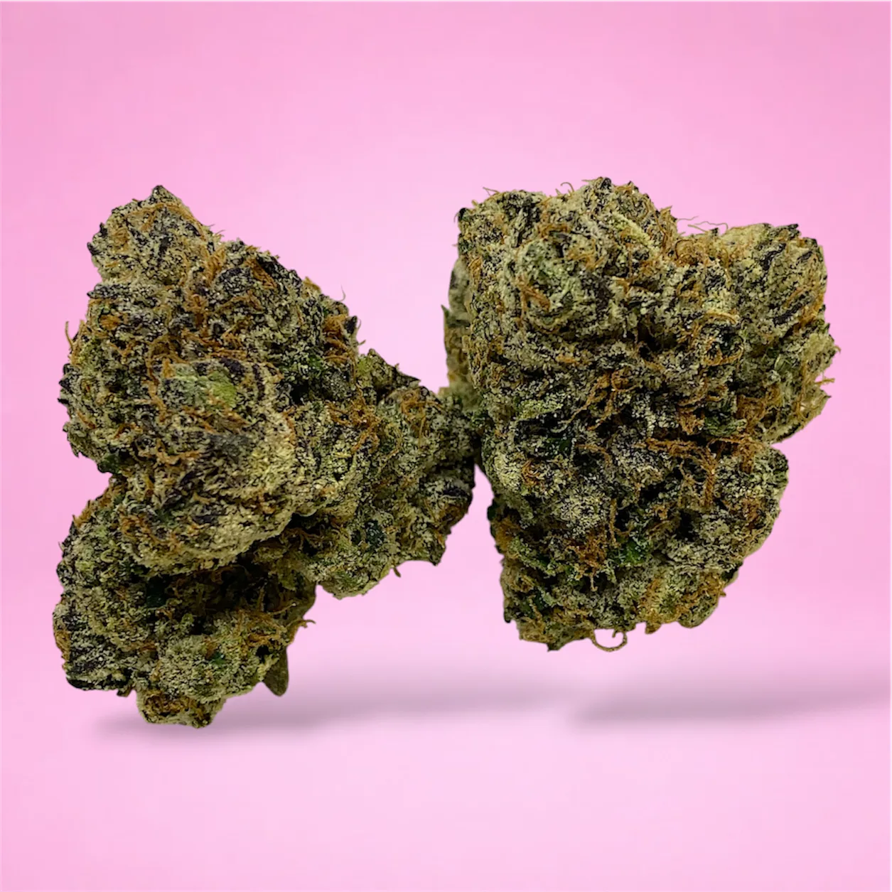 sugar shack cannabis strain dense emerald green buds golden trichomes dark pistils