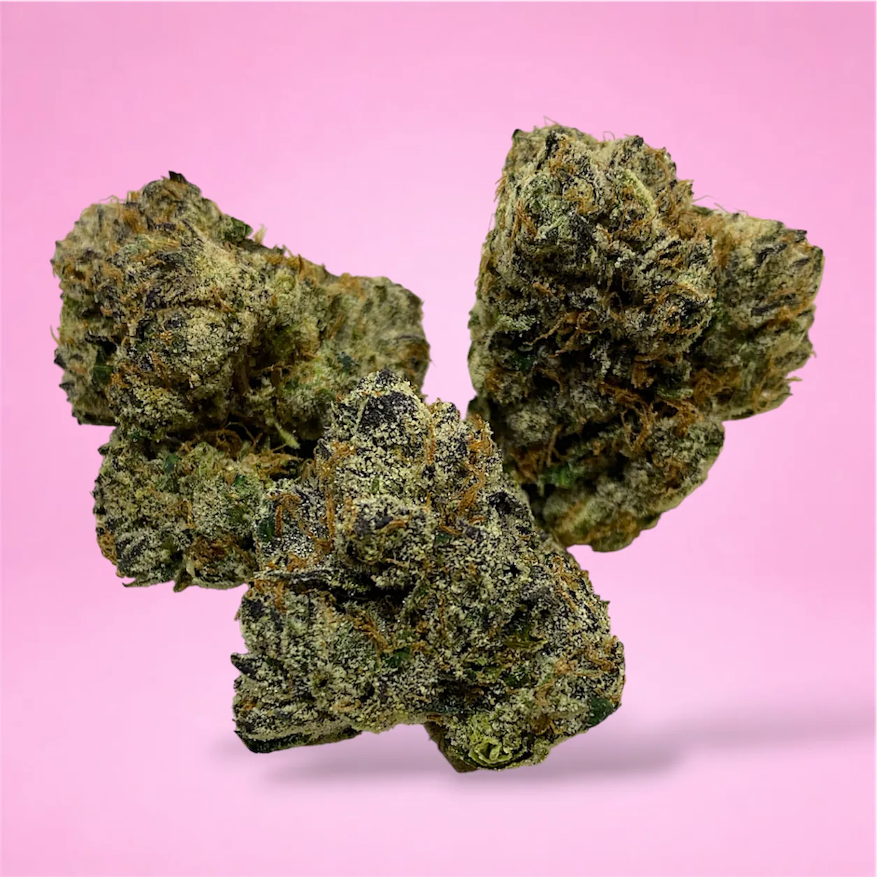sugar shack cannabis strain dense emerald green buds golden trichomes dark pistils