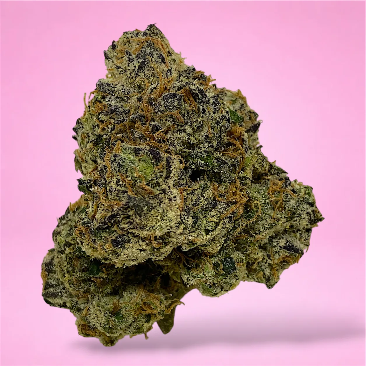 sugar shack cannabis strain dense emerald green buds golden trichomes dark pistils