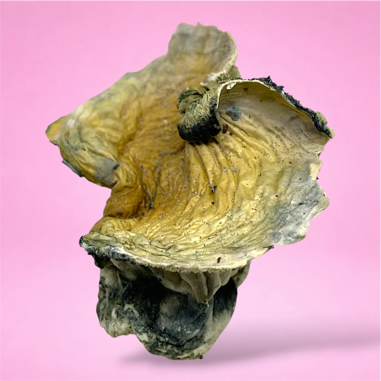 photoroom_20260612_175528