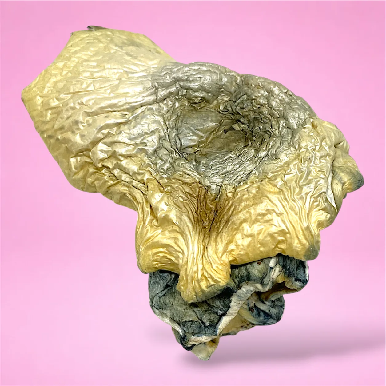 fricza psilocybin mushroom underside heavy blue bruising white grey stems golden cap edges