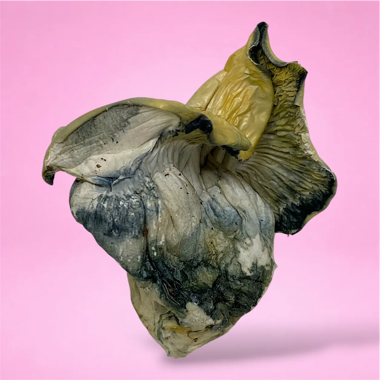 fricza psilocybin mushroom strain large wrinkled cap pale golden yellow heavy blue bruising enigma morphology