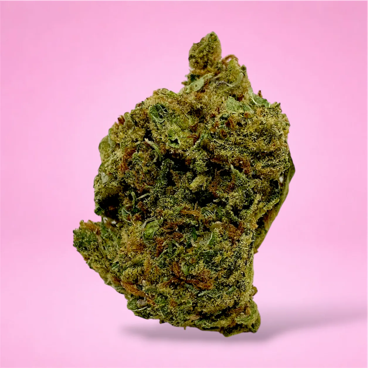super jack cannabis strain large dense green buds orange pistils white trichomes earthy citrus aroma