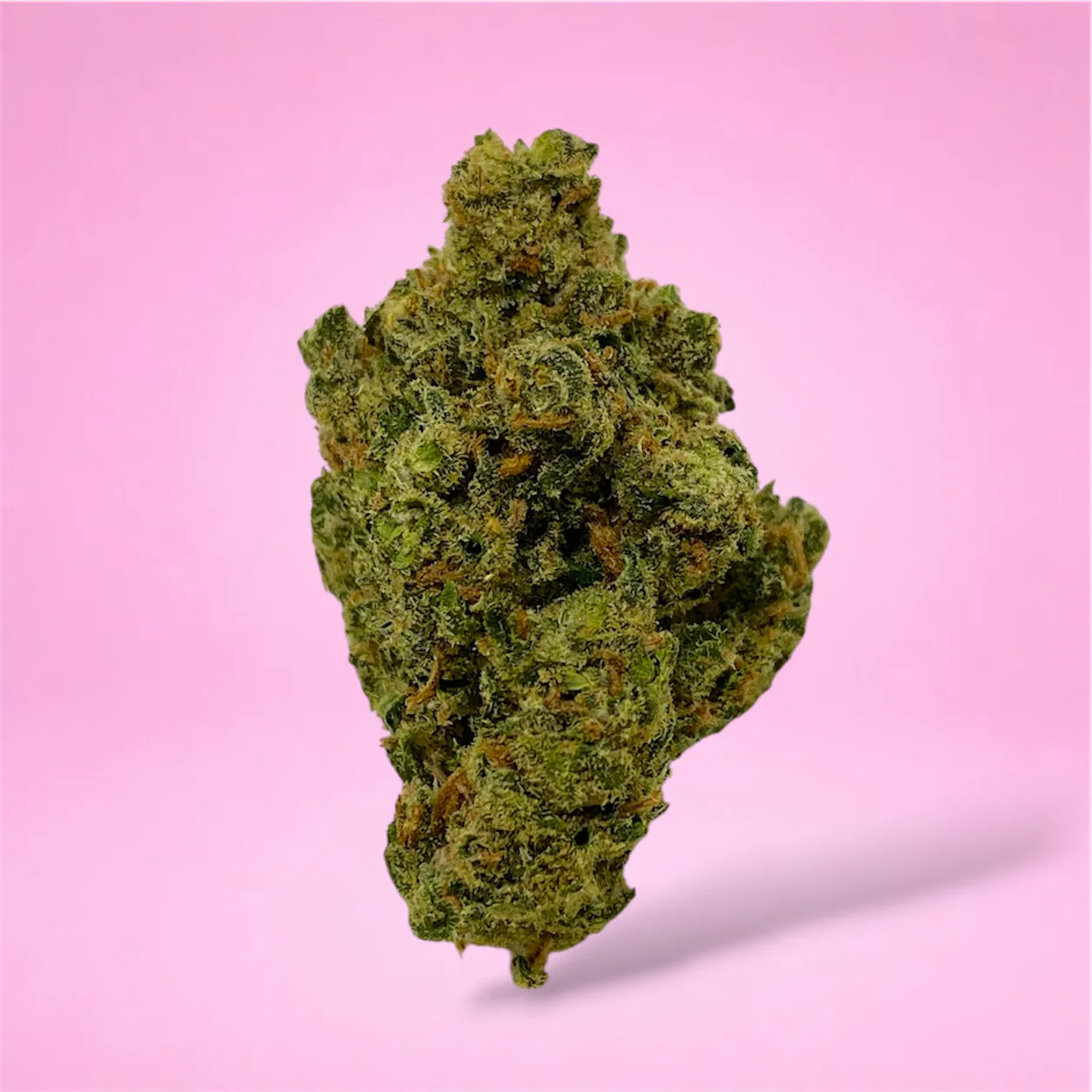 super jack cannabis strain large dense green buds orange pistils white trichomes earthy citrus aroma