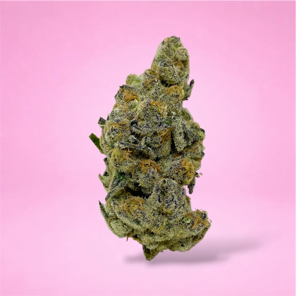 pink cotton candy cannabis strain dense frosted buds sweet floral aroma pink tinted trichomes