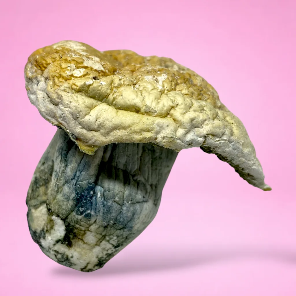 makilla gorilla psilocybin mushroom strain large golden brown caps cream white stems heavy blue bruising