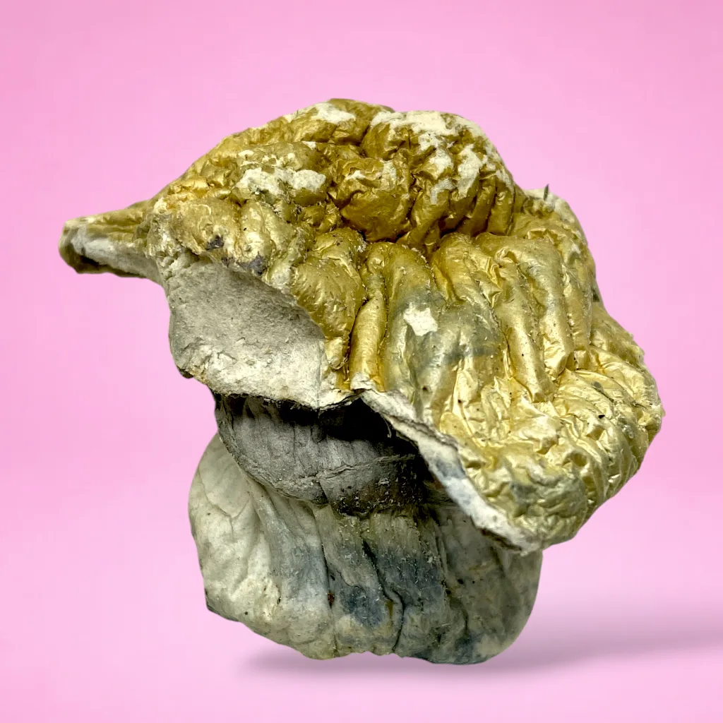 makilla gorilla psilocybin mushroom strain large golden brown caps cream white stems heavy blue bruising