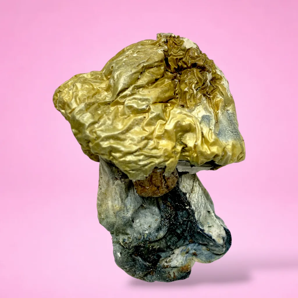 makilla gorilla psilocybin mushroom strain large golden brown caps cream white stems heavy blue bruising