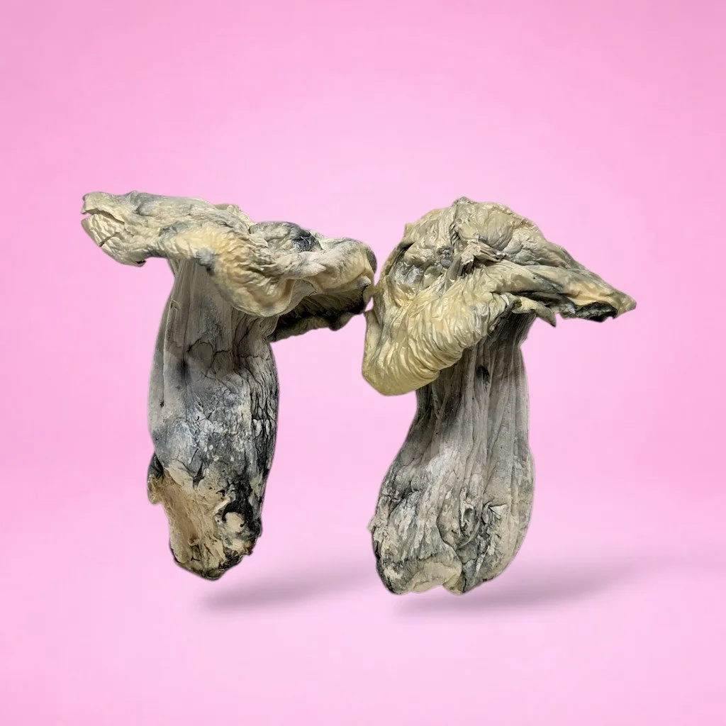 Project Blue Book PBB psilocybin mushrooms with dense blue-toned fruiting bodies
