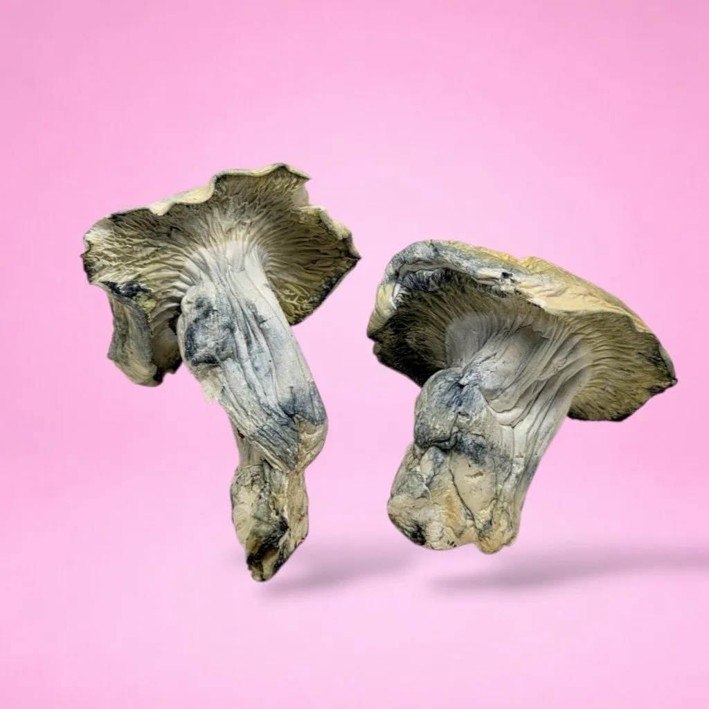 Project Blue Book PBB psilocybin mushrooms with dense blue-toned fruiting bodies