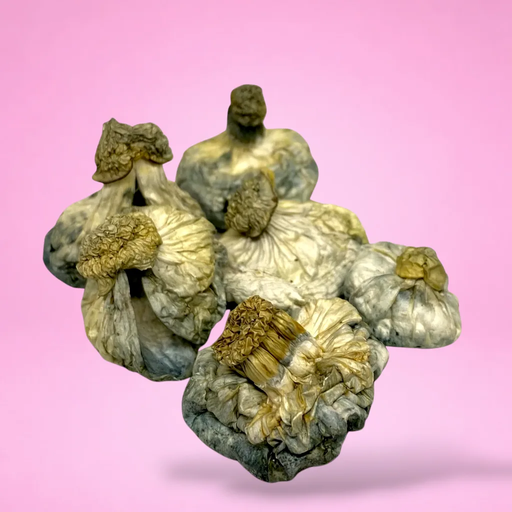 APER Psilocybin Mushrooms – High-potency mushrooms offering euphoria and mental clarity.