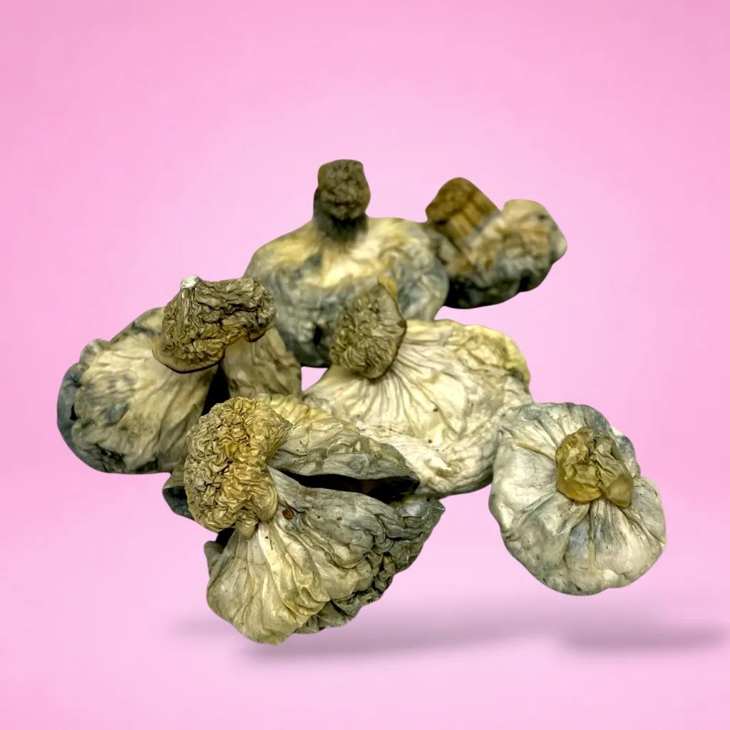 APER Psilocybin Mushrooms – High-potency mushrooms offering euphoria and mental clarity.